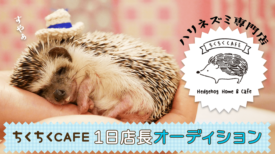 ハリネズミ専門店ちくちくCAFE 1日店長オーディション