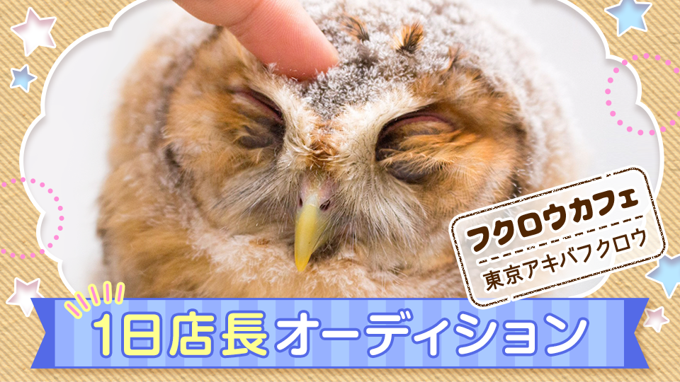 フクロウカフェ「東京 アキバフクロウ」1日店長オーディション