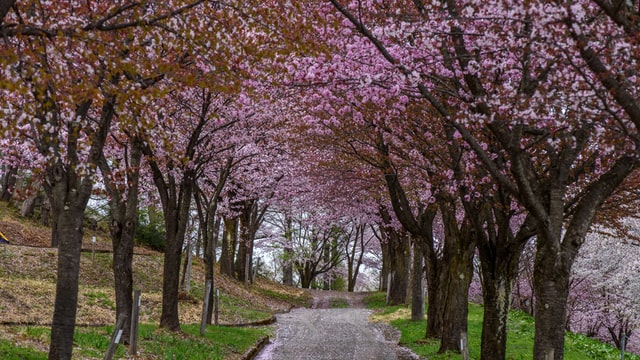 自然　公園