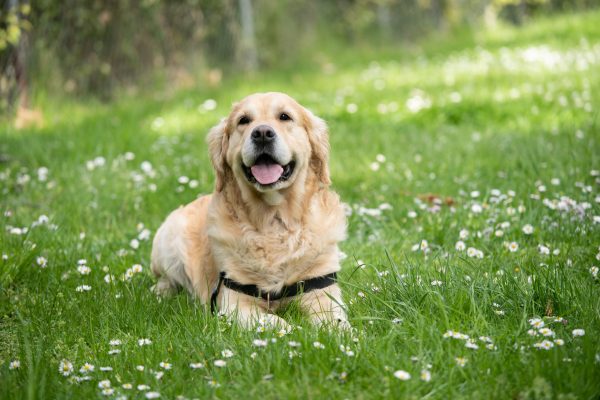 愛犬　死