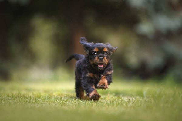 ペット、飼い主、戻ってくる