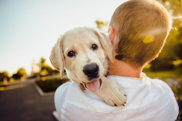 愛犬　死