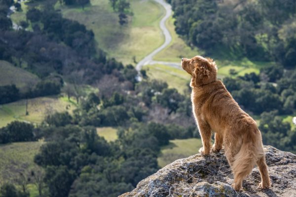 愛犬　死