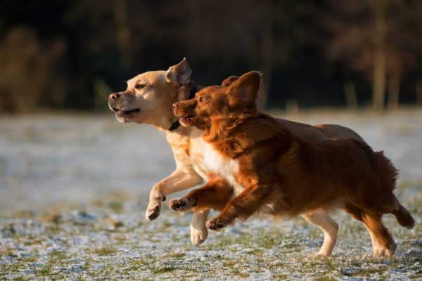 愛犬　死