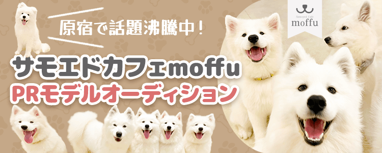 【原宿で話題沸騰中！】サモエドカフェmoffu PRモデルオーディション